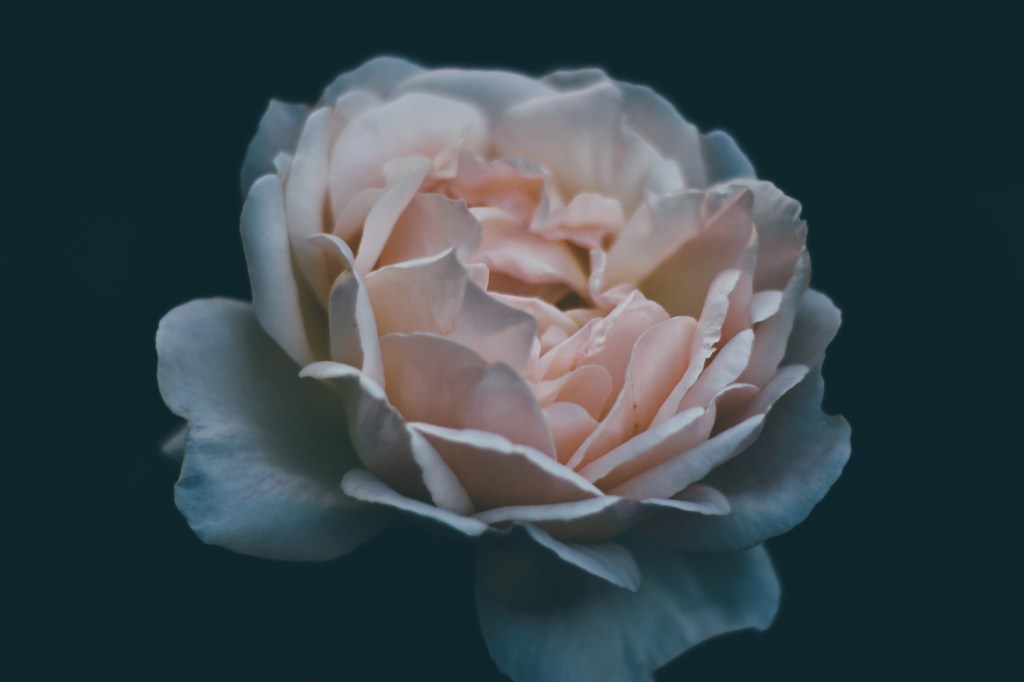 Putting Shape to the&nbsp;Dreams