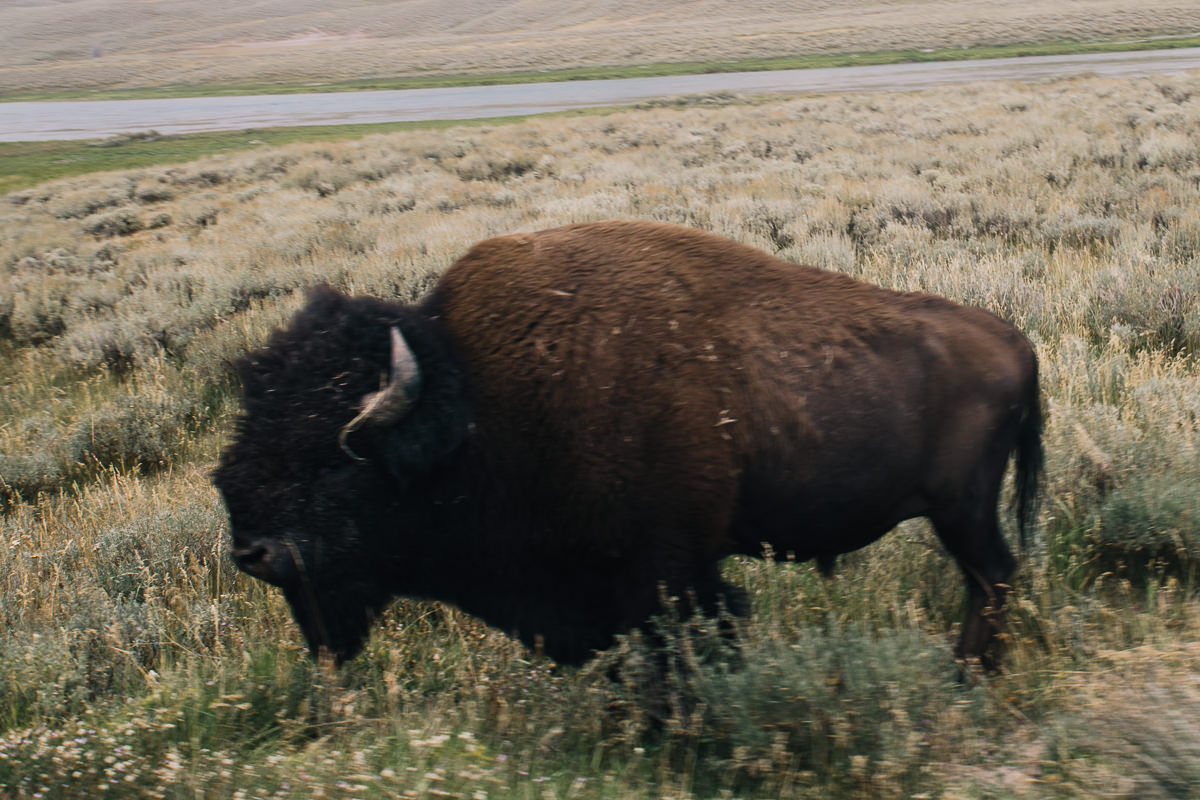 road-trip-with-kids-wyoming-thecuriosityprojectblog (102 of 123).jpg