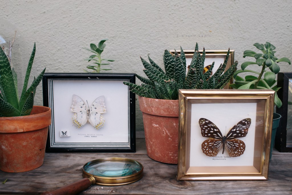 Sam’s Second Birthday: A Butterfly&nbsp;Bash