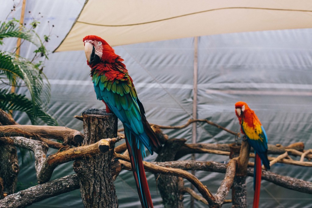 Primates, Parents, and Other&nbsp;Animals